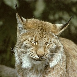 Canadian Lynx portrait Cat pictures (2)