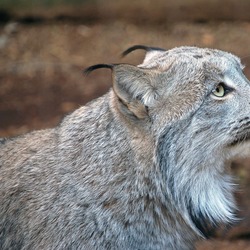 Canadian Lynx portrait Cat pictures