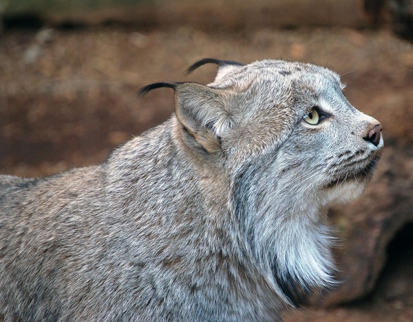 Canadian Lynx portrait Cat pictures