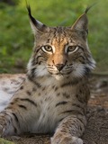 Eurasian Lynx Cat picture