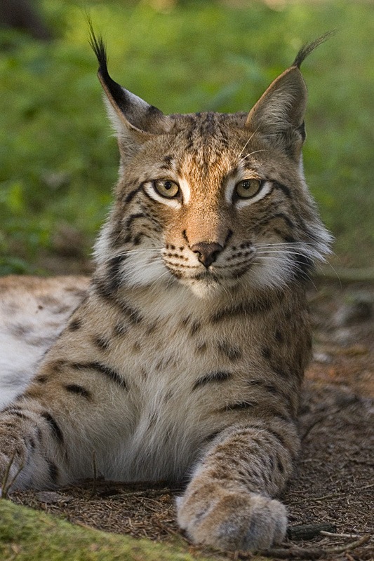 Eurasian Lynx Cat picture