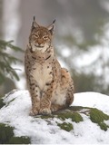 Eurasian Lynx Cat pictures (2)