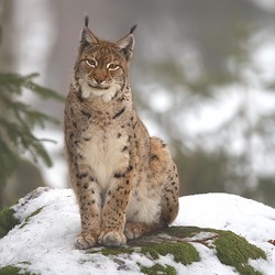 Eurasian Lynx Cat pictures (2)