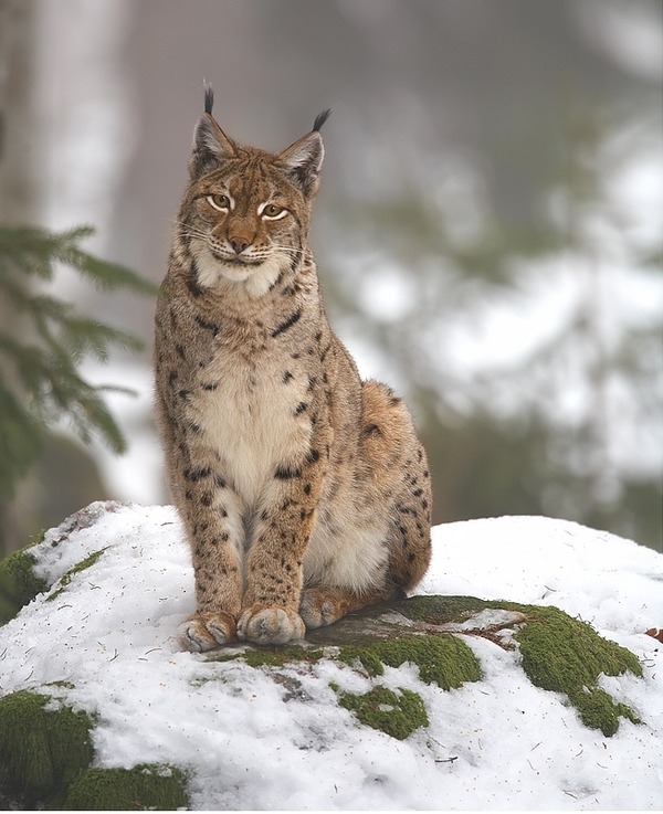 Eurasian Lynx Cat pictures (2)