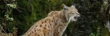 Lynx Photo Gallery