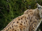 Eurasian Lynx Cat pictures