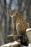 Wild Cats
