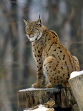 Eurasion Lynx Cat pictures Lynx