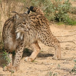 Iberian Lynx Cat pictures Linces