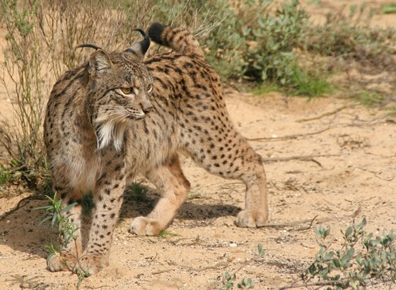 Iberian Lynx Cat pictures Linces