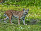 Lynx Cat pictures Bobbie bobcat