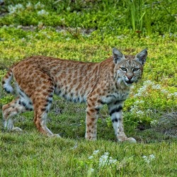 Lynx Cat pictures Bobbie bobcat