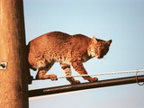 Lynx Cat pictures Bobcat on wires