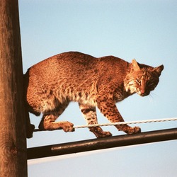 Lynx Cat pictures Bobcat on wires
