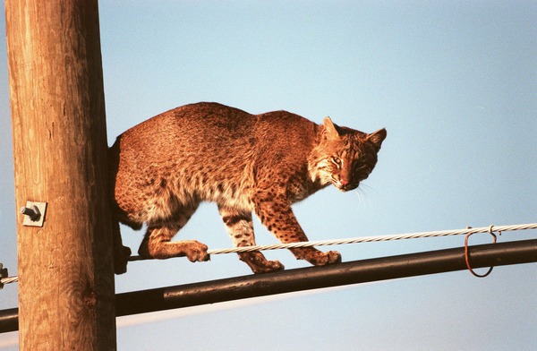 Lynx Cat pictures Bobcat on wires