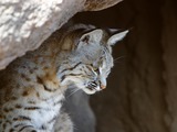 Lynx Cat pictures Bobcat rufus portrait