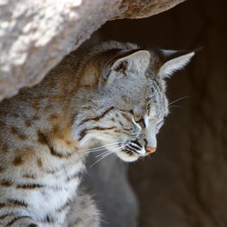 Lynx Cat pictures Bobcat rufus portrait