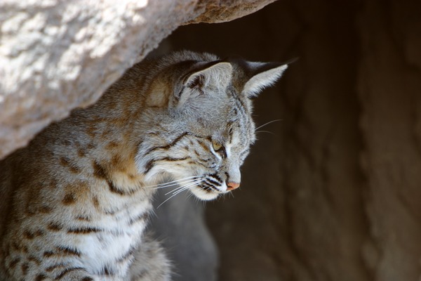 Lynx Cat pictures Bobcat rufus portrait