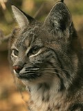 Lynx Cat pictures Bobcat rufus