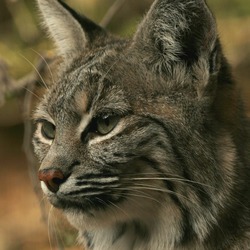 Lynx Cat pictures Bobcat rufus