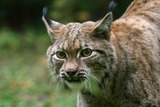 Lynx Photo Gallery
