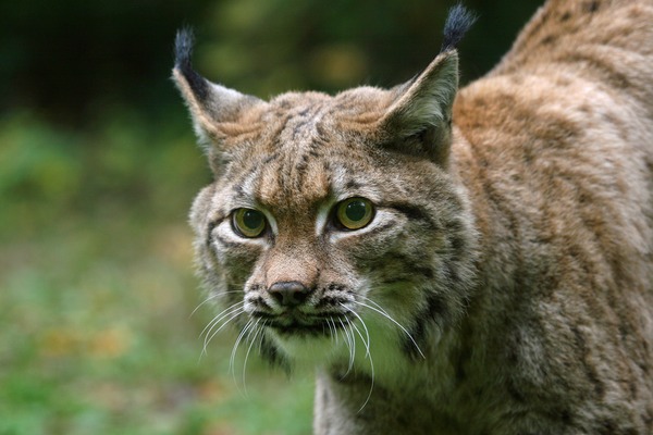 Lynx Cat pictures Bobcat