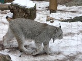 Lynx Cat pictures Canada canadensis