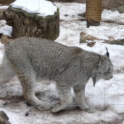 Lynx Cat pictures Canada canadensis