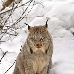 Lynx Cat pictures Canada
