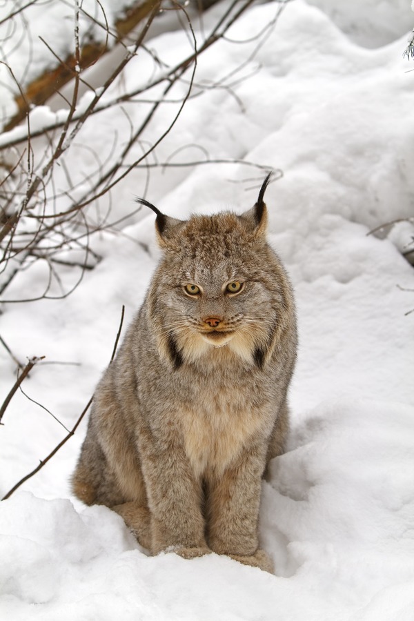 Lynx Cat pictures Canada