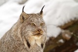 Lynx Photo Gallery