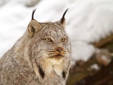 Lynx Cat pictures Canadian linx