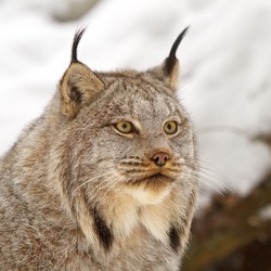 Lynx Cat pictures Canadian linx