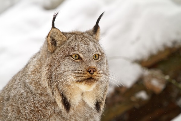 Lynx Cat pictures Canadian linx