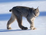 Lynx Cat pictures Canadian