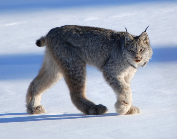 Lynx Cat pictures Canadian