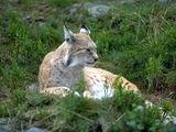 Lynx Cat pictures Eurasian