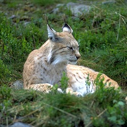 Lynx Cat pictures Eurasian