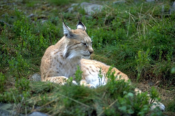Lynx Cat pictures Eurasian