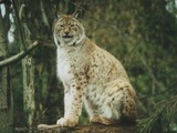 Lynx Cat pictures Heildelberg Zoo