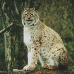 Lynx Cat pictures Heildelberg Zoo