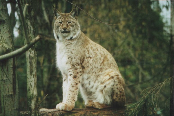Lynx Cat pictures Heildelberg Zoo