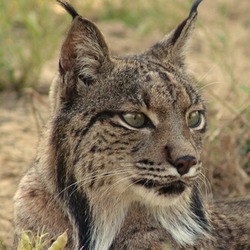 Lynx Cat pictures Iberian Linces