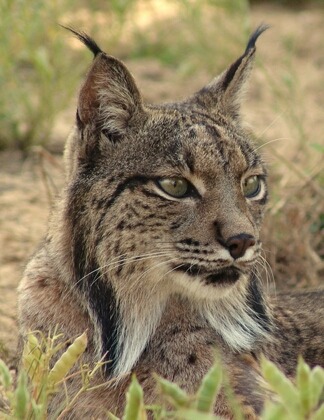 Lynx Cat pictures Iberian Linces