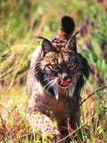 Lynx Cat pictures Iberian Wild