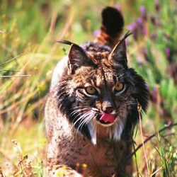 Lynx Cat pictures Iberian Wild