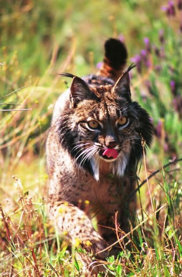 Lynx Cat pictures Iberian Wild