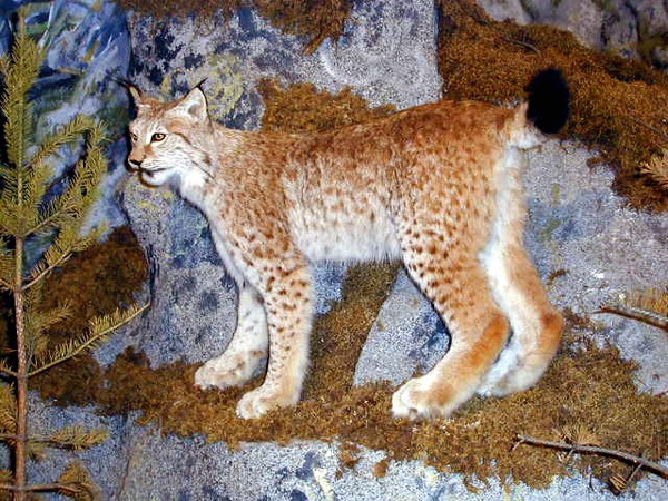Lynx Cat pictures Linx