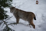 Wild Cats