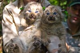 Lynx Photo Gallery
